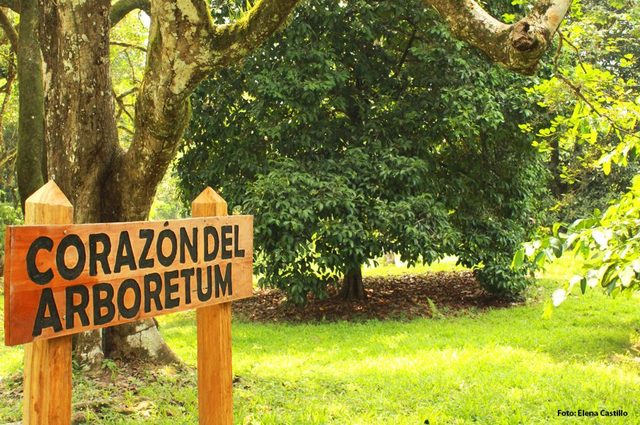 De donde proviene las especies de arboles y plantas