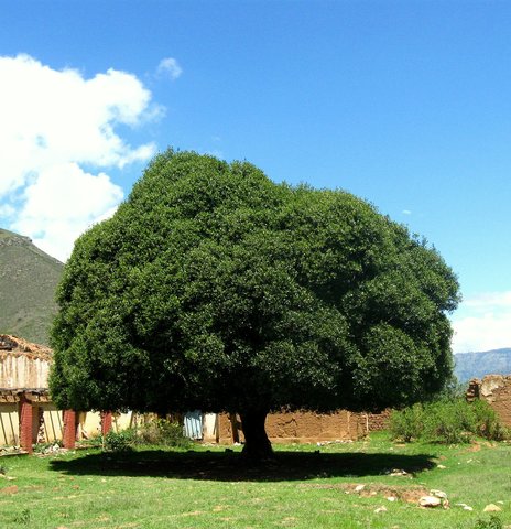 El Gran Arbol de Quina