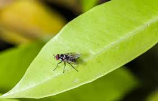 Plantes i insectes terrestres