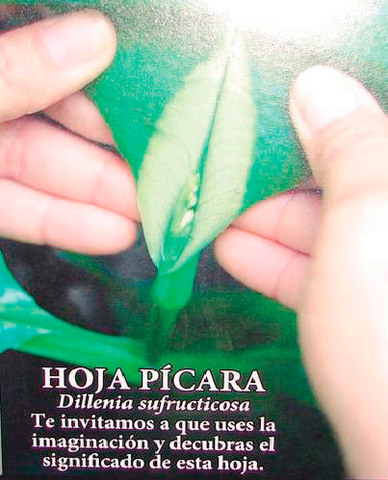 Curiosidades de Lacentilla