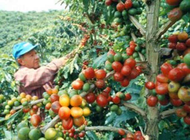 1975-1978: Bonanza cafetera