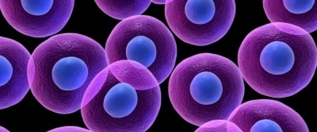 PRIMERA CÈL·LULA EUCARIOTA