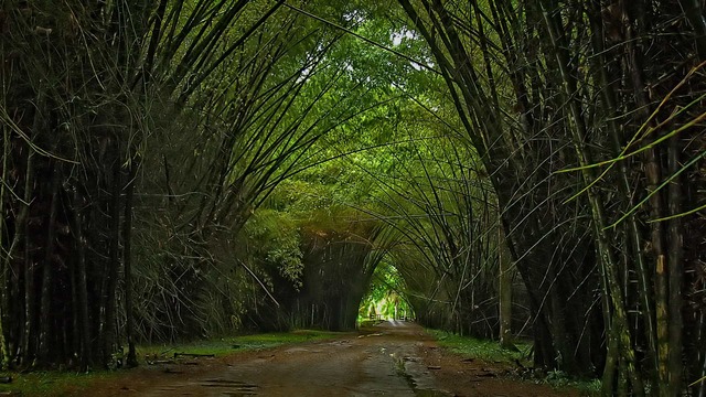 Historia de Lancetilla