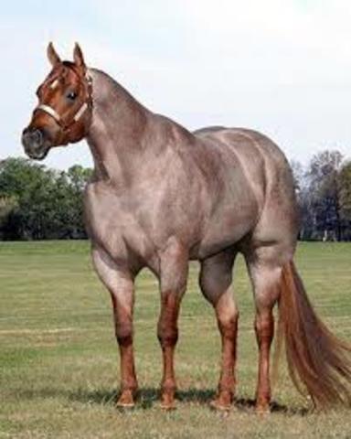 CABALLO CUARTO DE MILLA