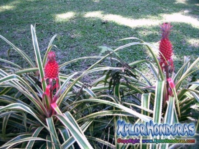 Especies del jardín botánico