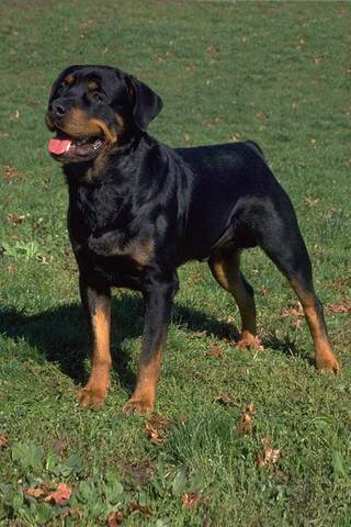 My rottweiler was born