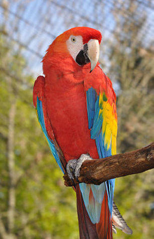 GUACAMAYA