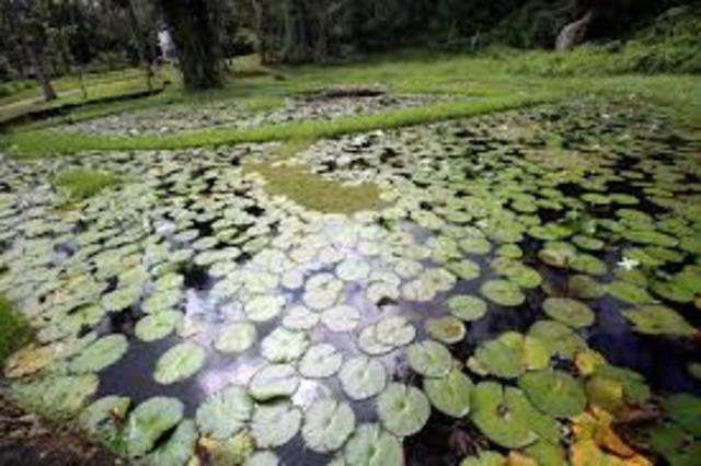 Grandes numeros de arboles