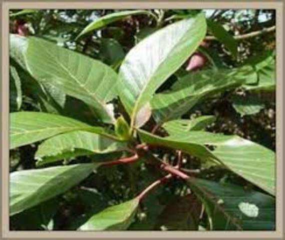 EL  MODERNO RECORRIDO DE LA COCA 1