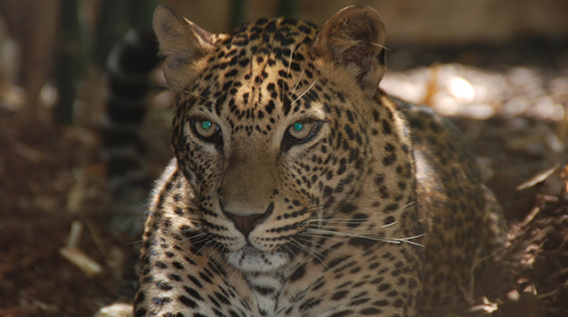 JAGUAR