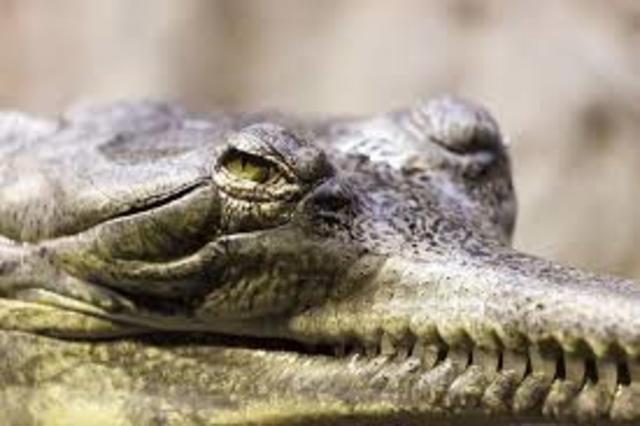 Gavial del Ganges