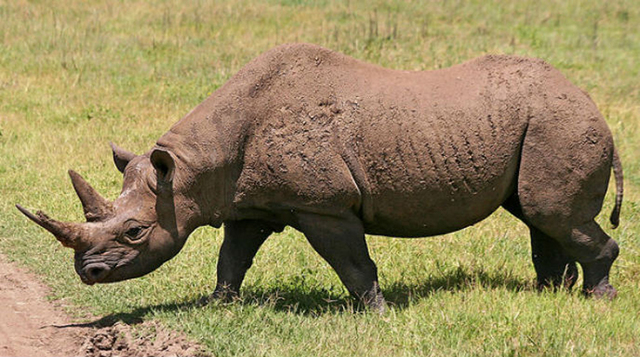 REPRODUCCIÓN EN EL RINOCERONTE DE JAVA: