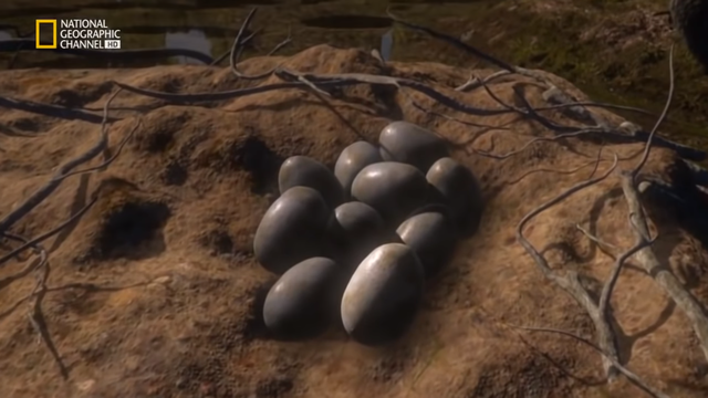 Huevos del hilonomus