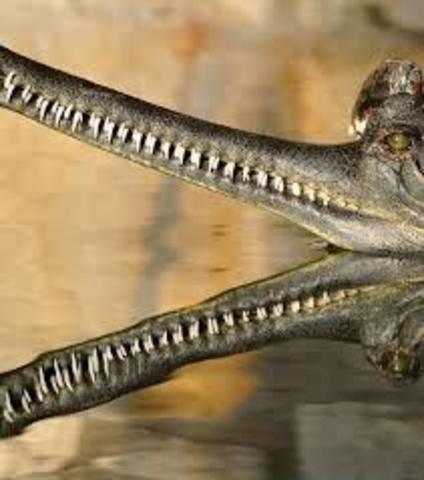 Gavial del Ganges