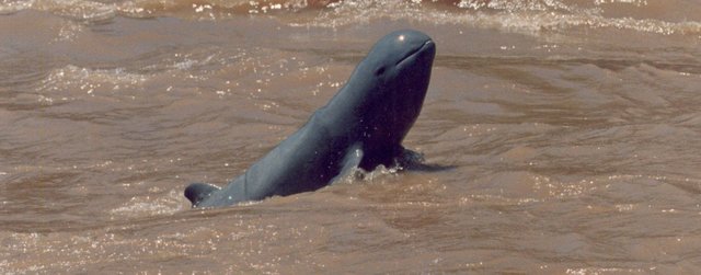 Delfín del rio irrawaddy: