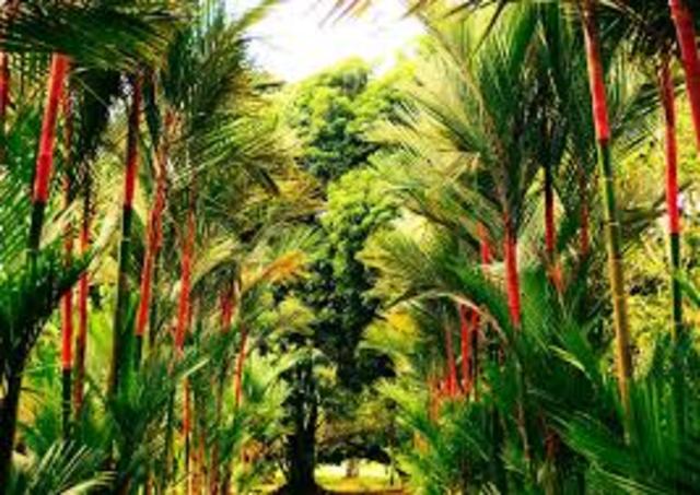 Estudio de la flora del bosque