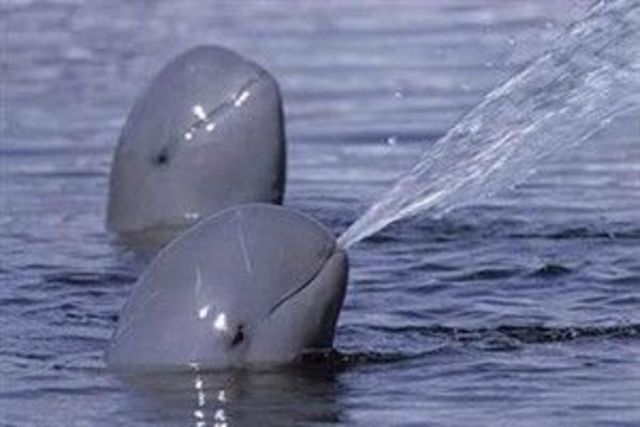 Delfín del rio irrawaddy: