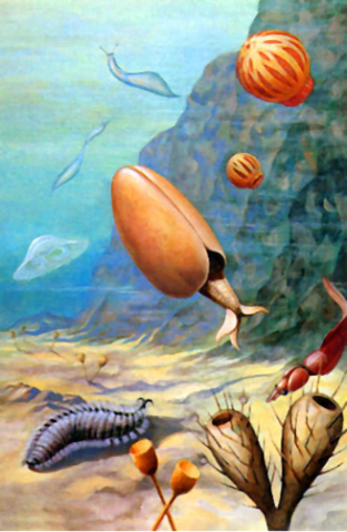 LA VIDA EN ELS OCEANS FLOREIX