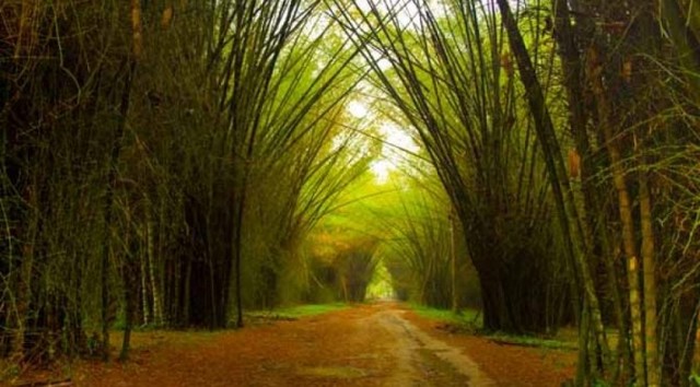 Año en que fue fundado el Jardin Botanico Lancetilla