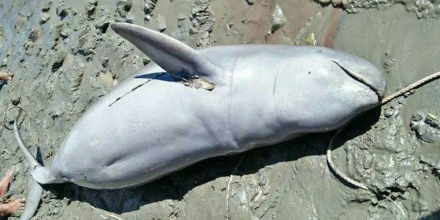 Delfín del río Irawadi :