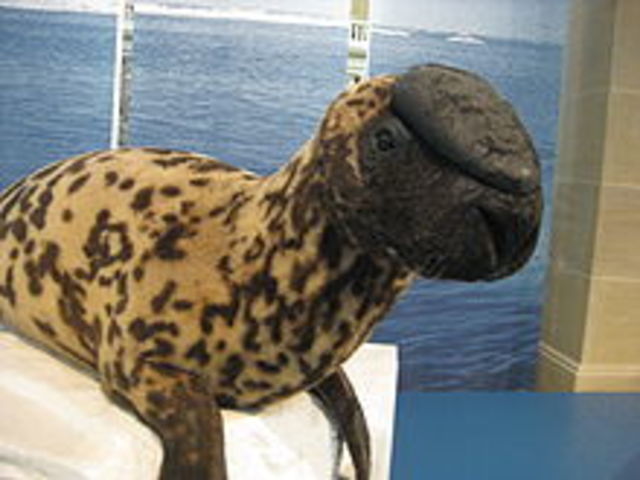 Foca Capuchina