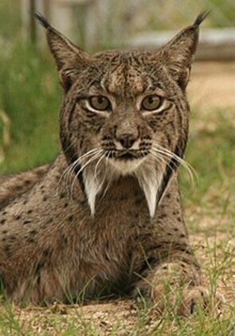 Lince Ibérico: