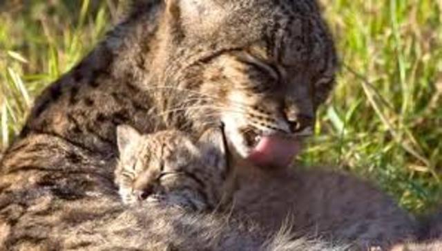 Lince Ibérico:
