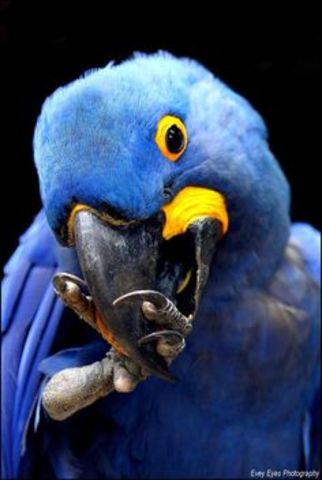 La guacamaya Jacinto o Guacamayo Spinx: