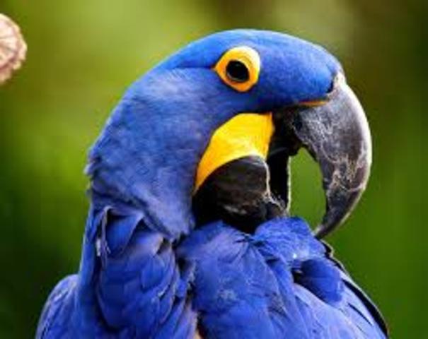 La guacamaya Jacinto o Guacamayo Spinx: