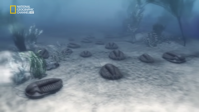 EXPANSIÓN CÁMBRICA