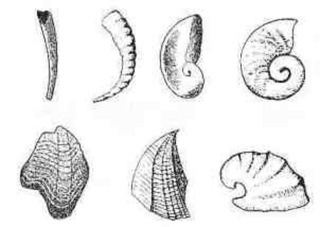 first animals with shells and hard parts