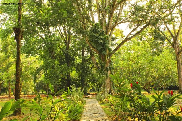 Un tesoro hondureño: Lancetilla