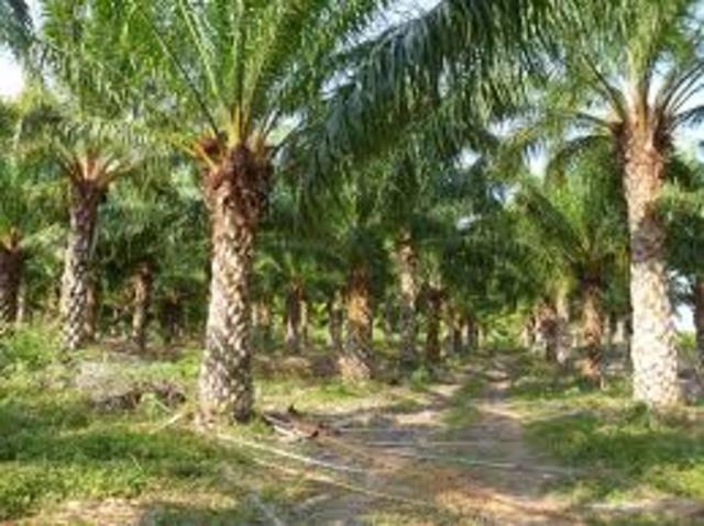 Origen de la palmera de aceite en Lancetila
