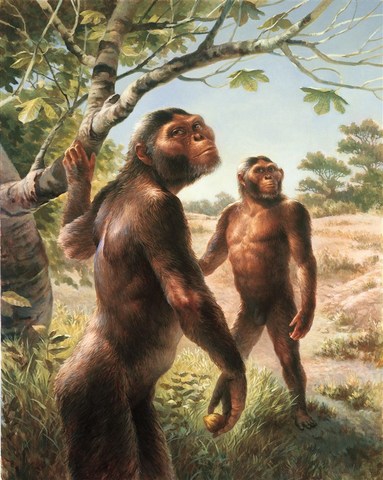 australopithecus