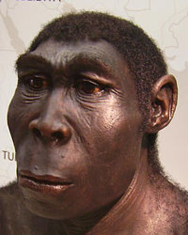 Homo erectus: