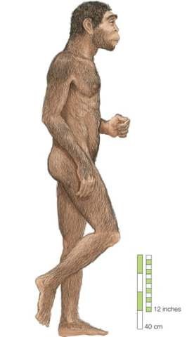 Homo Erectus