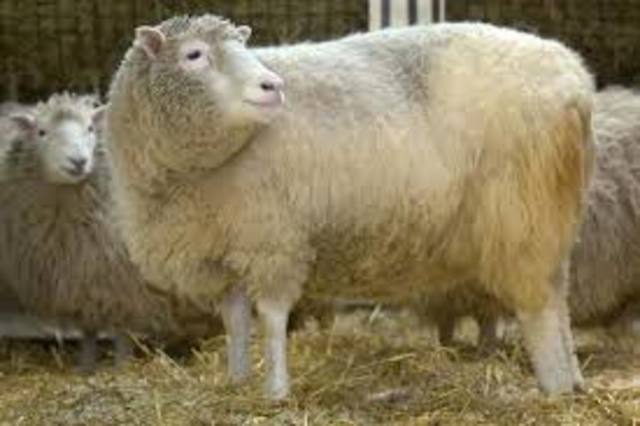 PER (Laura) Primera oveja creada por clonación: Dolly