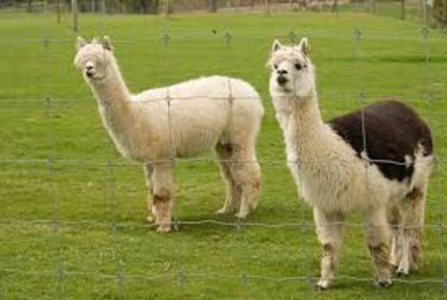 my brother (tanner's) birthday