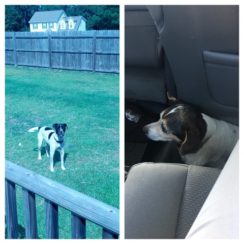 Mi primer perro falleció y mi otro perro fue a una nueva familia.