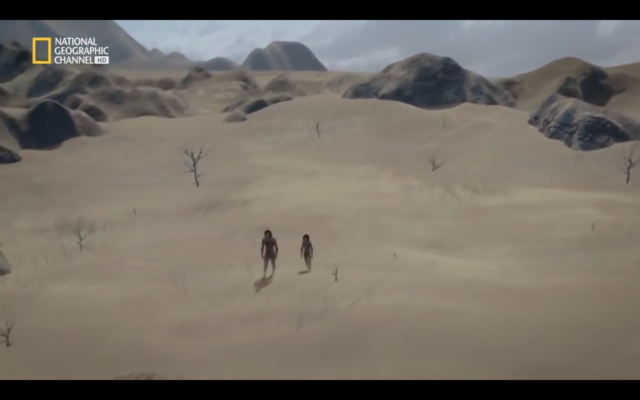 evolucion de los simios