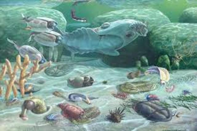 EXPLOSIÓN CÁMBRICA