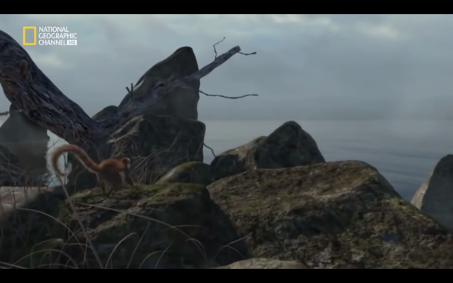 la evolución de los mamíferos