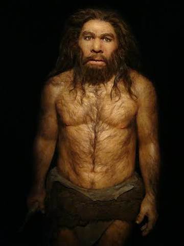 Homo neanderthalensis
