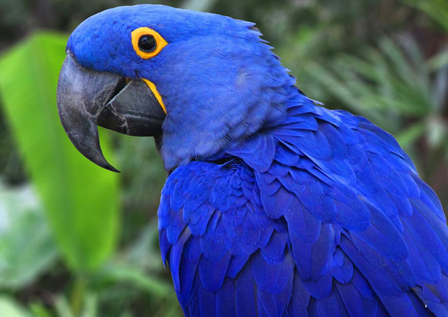 reproduccion del guacamayo