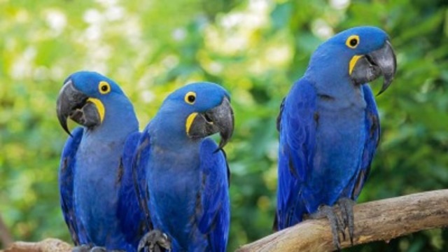 "supuesta extincion"