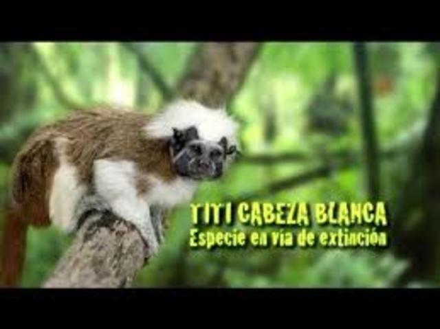 Mono Titi Cabeza Blanca.