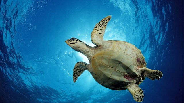 Cuidando una tortuga