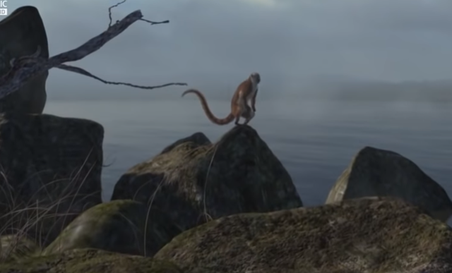 Aparecen los mamíferos