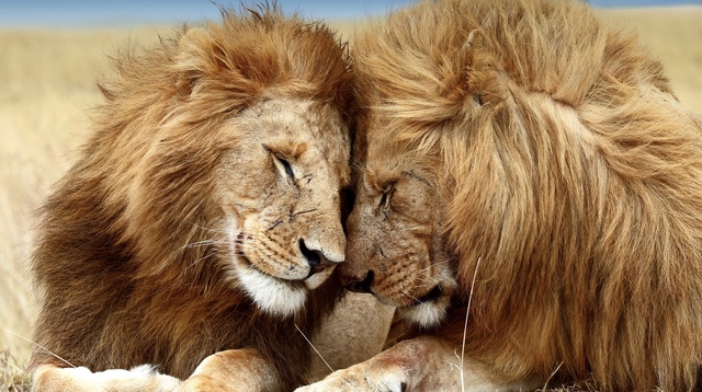 Lion cuddle