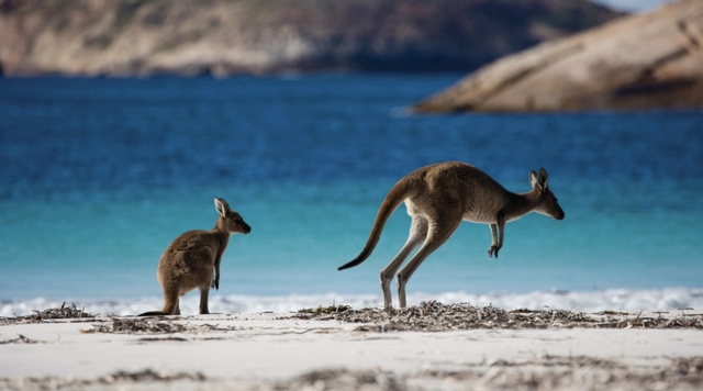 Kangaroo jumping